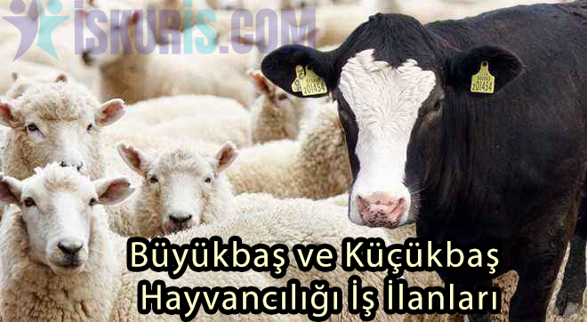 Büyükbaş ve Küçükbaş Hayvancılığı İş İlanları