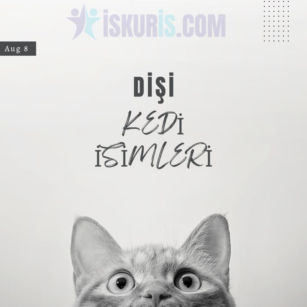 DİŞİ KEDİ İSİMLERİ